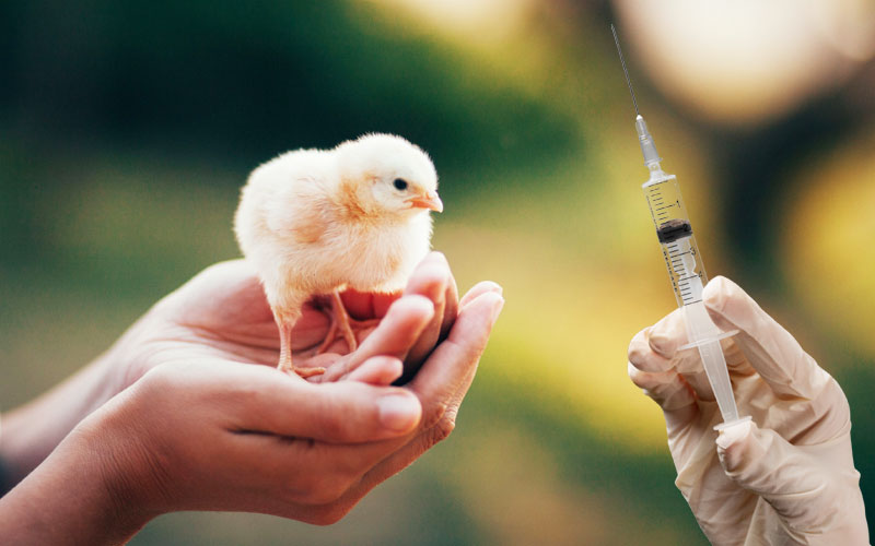 Poultry Vaccine Market