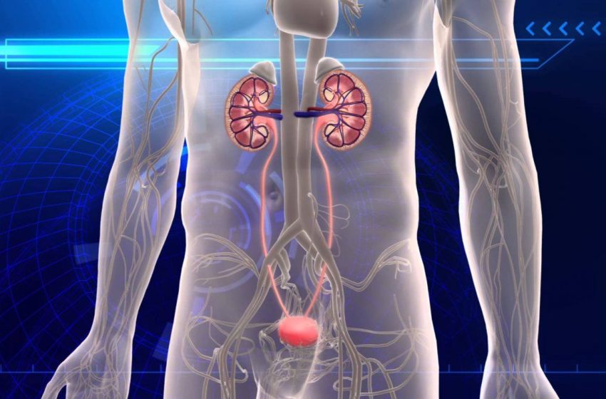 Urinary Tract Infection Therapeutic Market