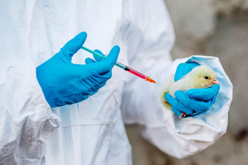 Poultry Antibiotic Market