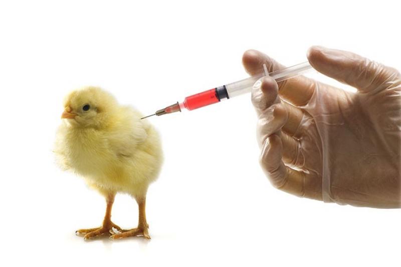 Poultry Diagnostics Market