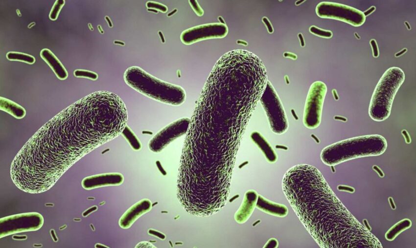 Lactobacillus Acidophilus Probiotics Market