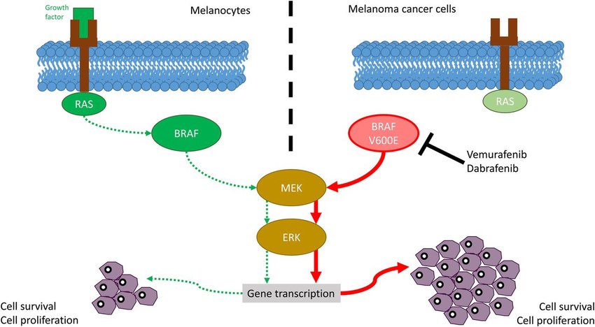 Braf Kinase Inhibitors Market