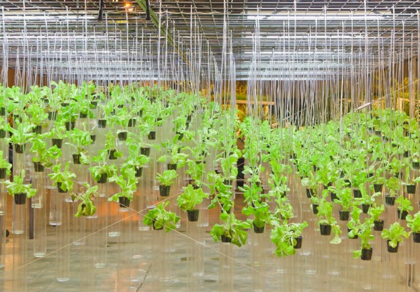 Hydroponic Vegetables Market