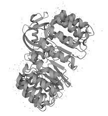 M-RNA Synthesis Service Market