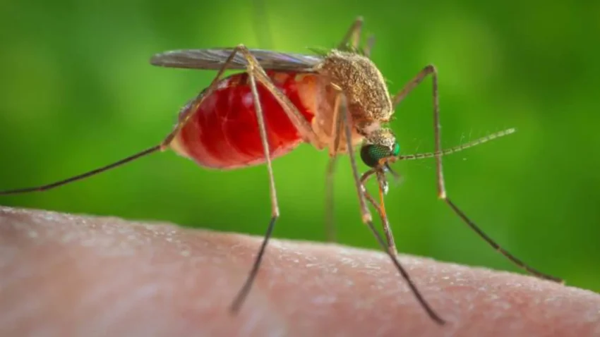 West Nile Virus Market
