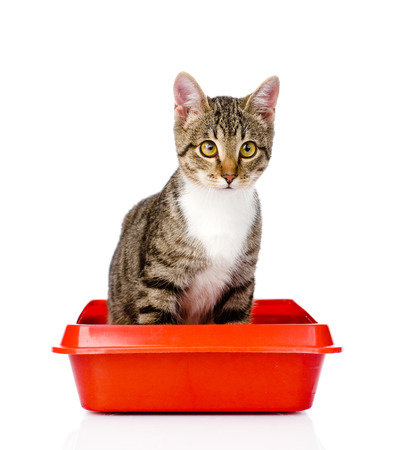 Cat Litter Market