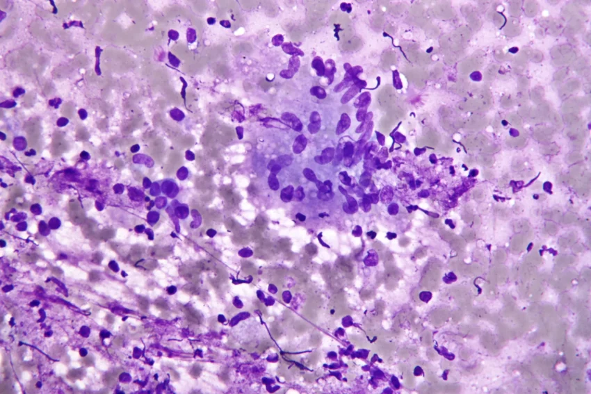 Histology and Cytology Market