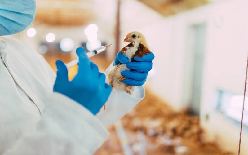 Poultry Vaccine Market