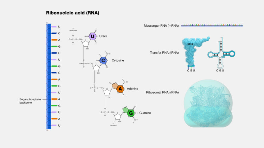 Ribonucleic Acid (RNA) Markers Market
