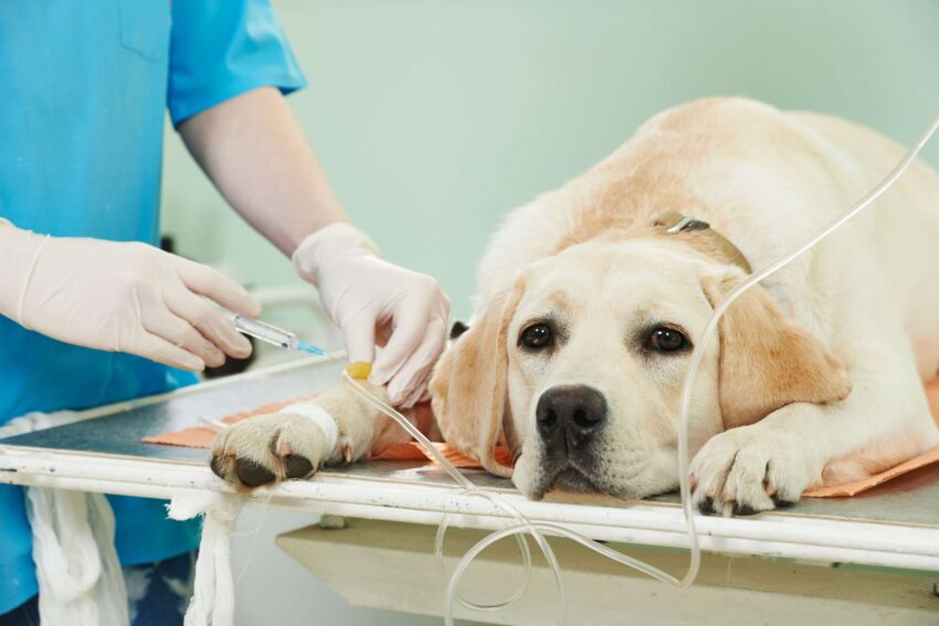 Veterinary Oncology Market