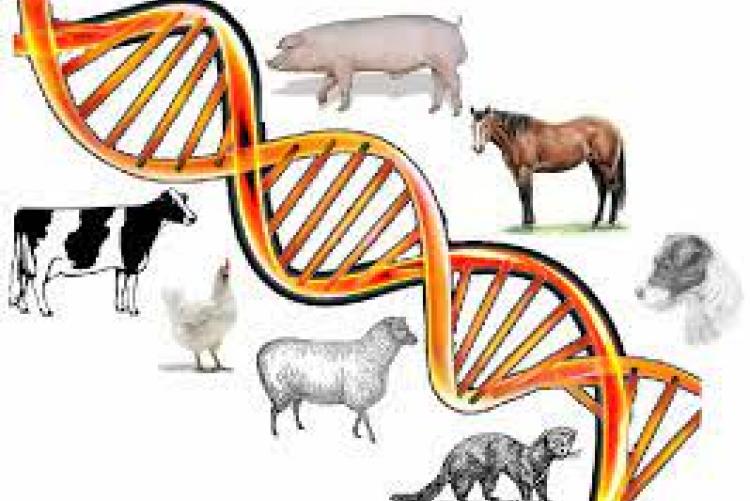 Animal Genetics Market