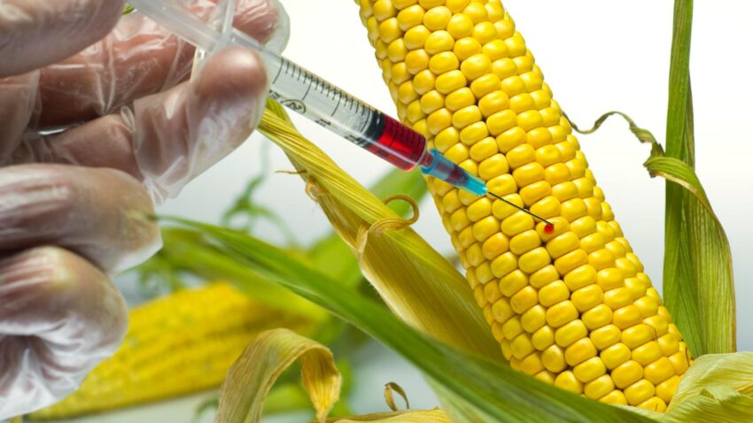 Genetically Modified Crops Market