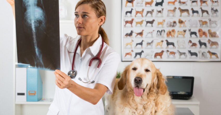 Veterinary Diagnostic Imaging Market
