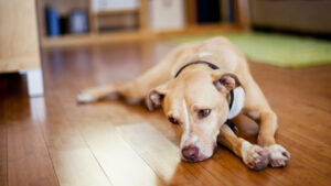 Animal Depression Medication Market.jpg