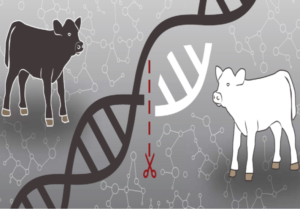 Animal Genetics Market.png