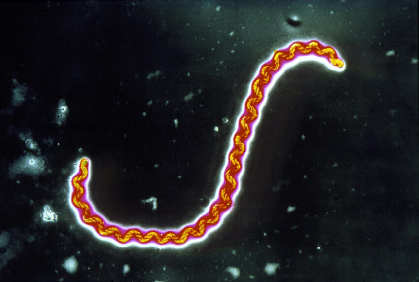 Leptospirosis Therapeutics Market