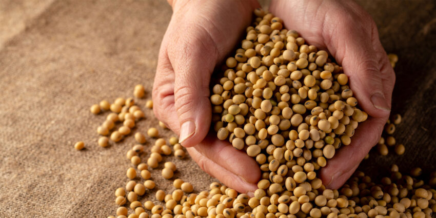 Seed Treatment Market