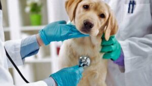 Animal Healthcare Market1