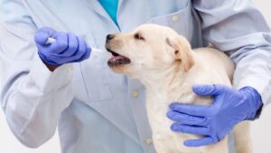 Europe Animal Healthcare Market