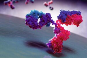Bispecific Antibodies Market
