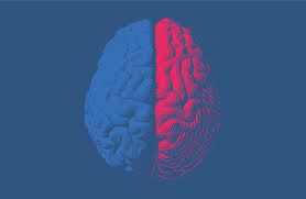 Distinct Brain Organization Patterns