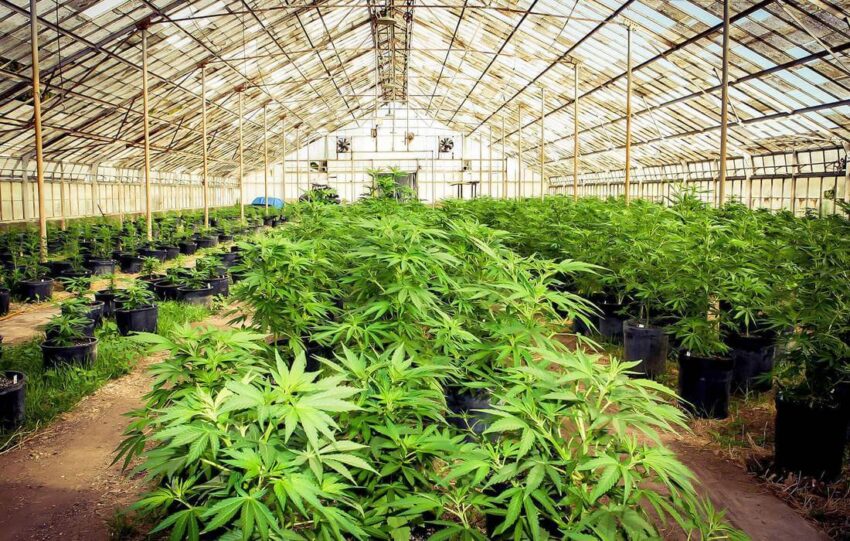 Cannabis Cultivation Market