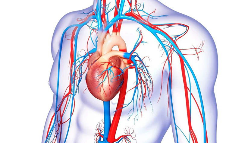 Cardiovascular Health