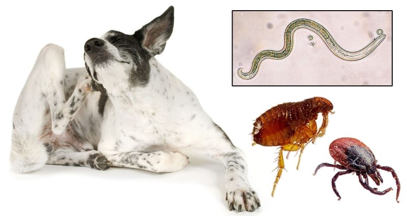 Global Flea, Tick, and Heartworm Products Market