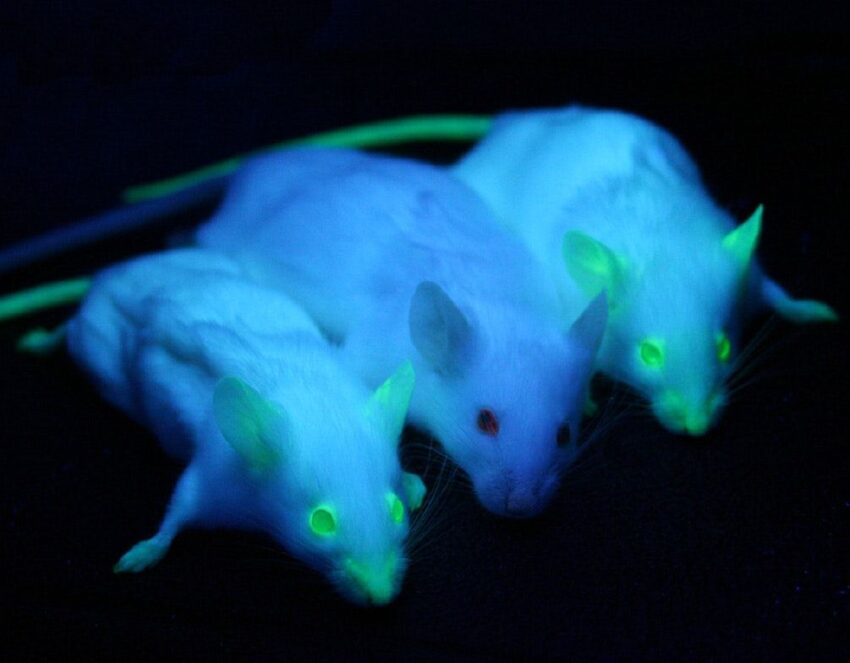 New Insights into Metabolic Health: Genetically Modified Mice Uncover Function of Protein Receptor