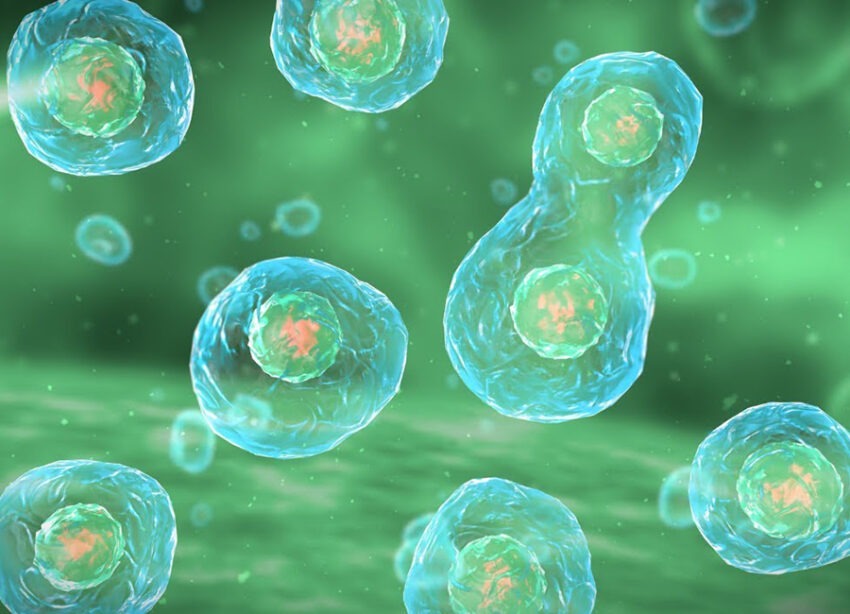 Cell Migration and Cell Invasion Assay Market