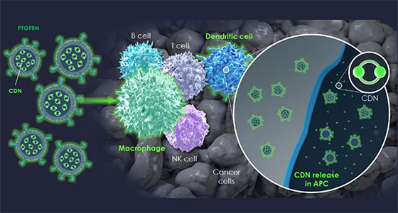 MapleX: Revolutionizing Cellular Therapy with Exosome-Based Delivery of Proteins