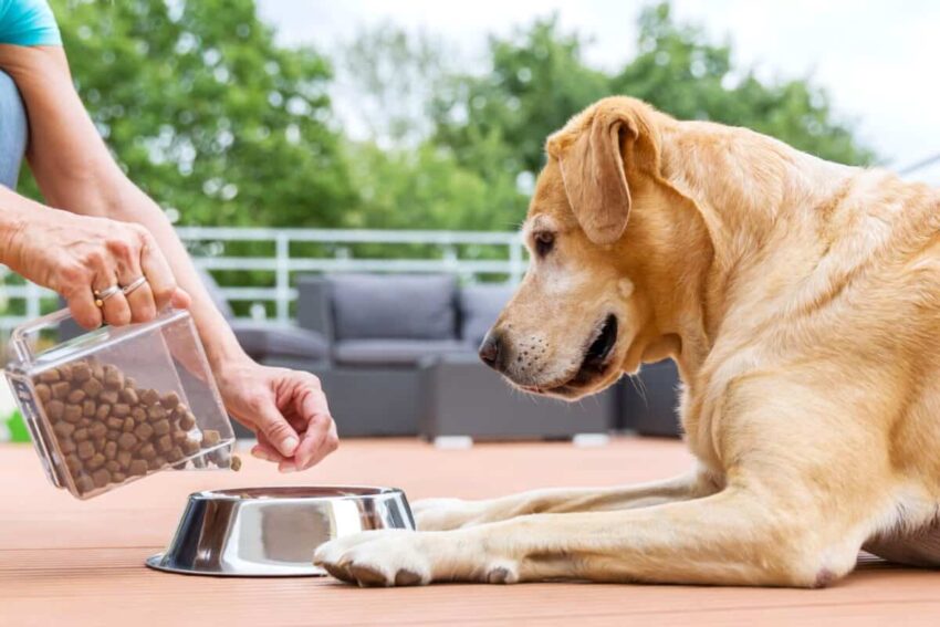 North America Companion Animal Drugs Market