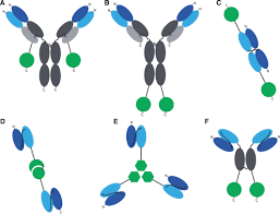 Immunocytokines Industry