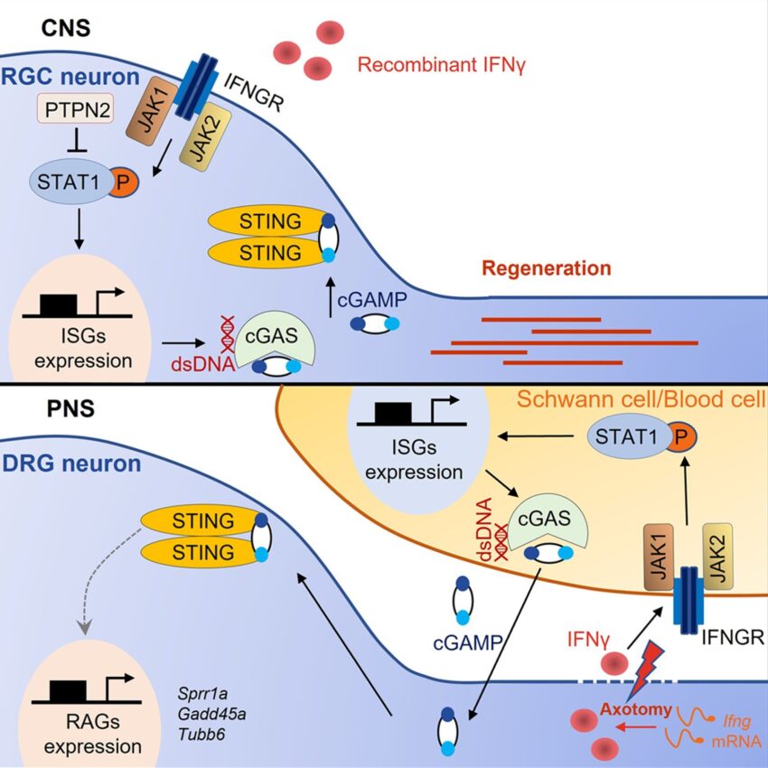 cGAS STING Pathway Market